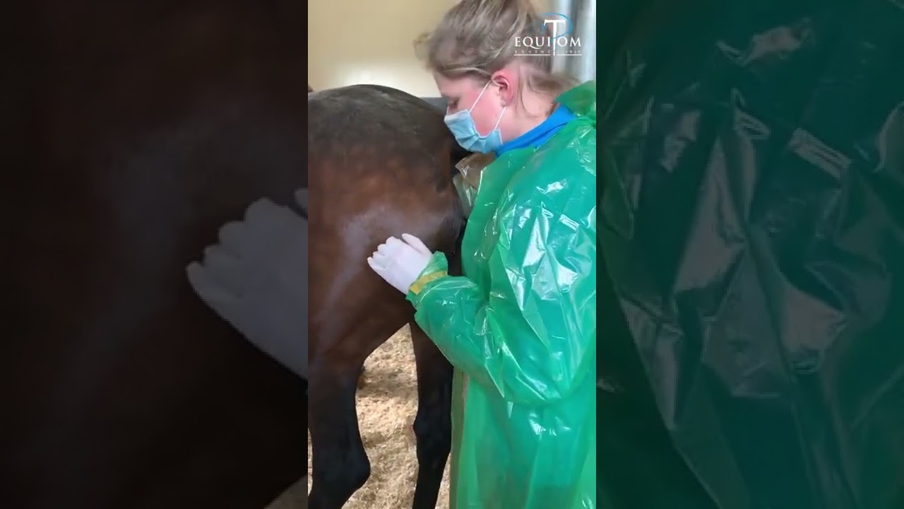 Lavage utérin chez une jument après la mise bas.