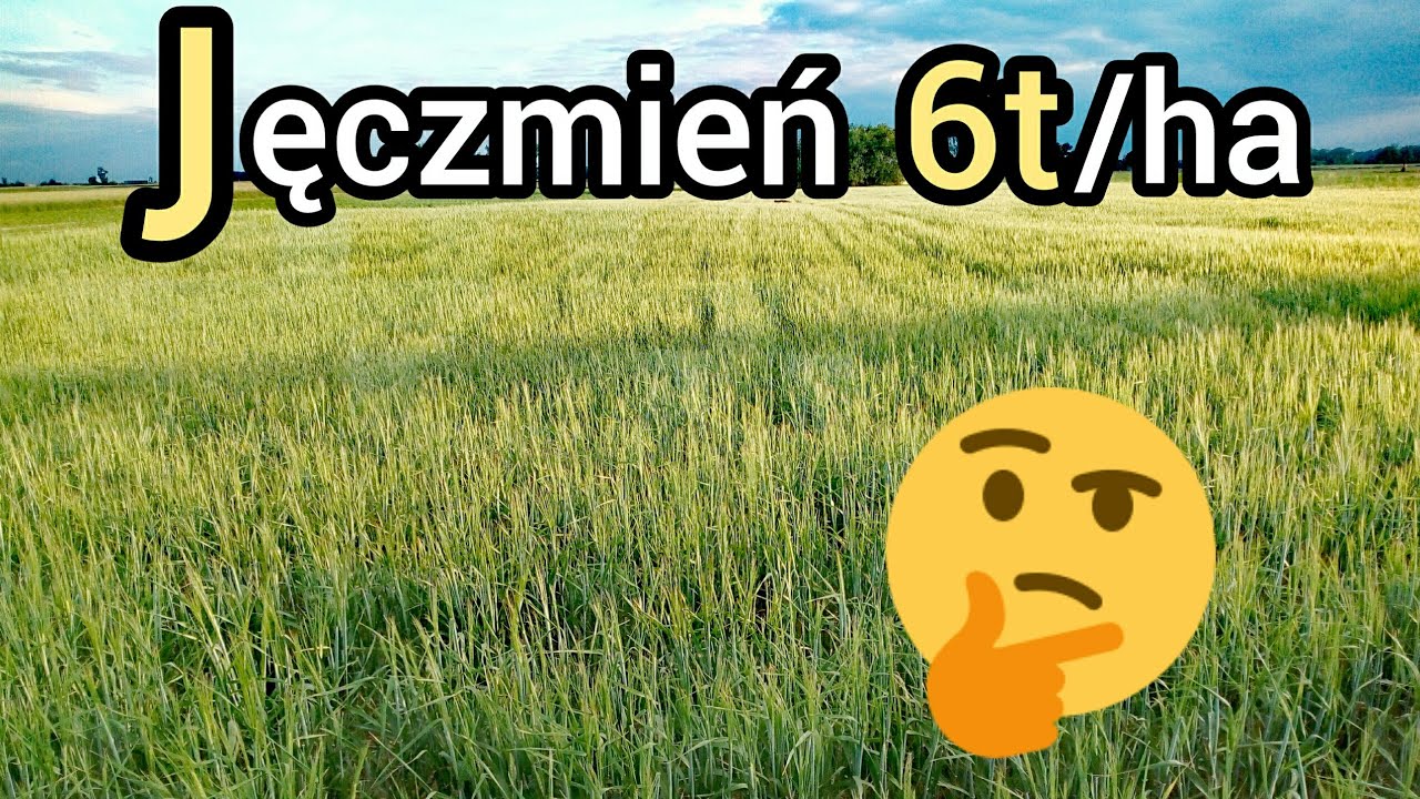 Jęczmień na 6t/ha⁉ 🌾 dobra uprawa to wyższy plon👍