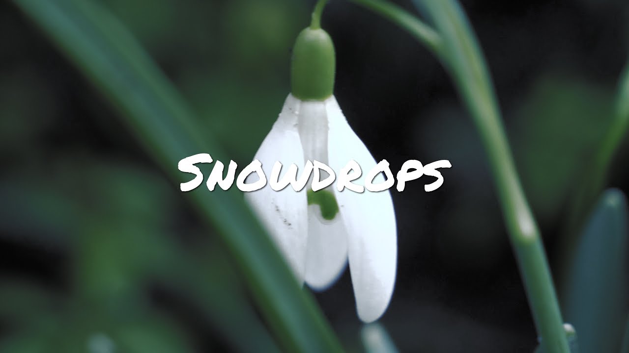 Beautiful Snowdrops in 4k (Panasonic GH5) - Lars Kliewer