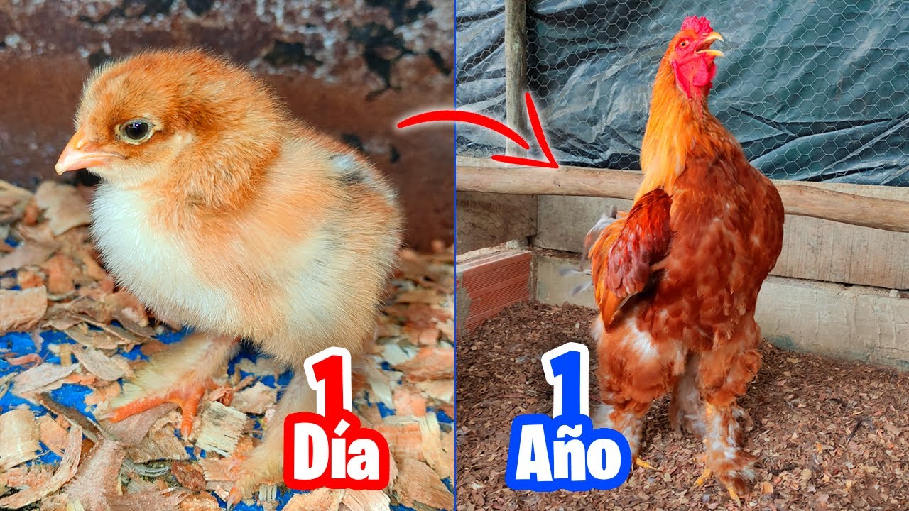 Desarrollo de un Gallo Brahma Mes a Mes
