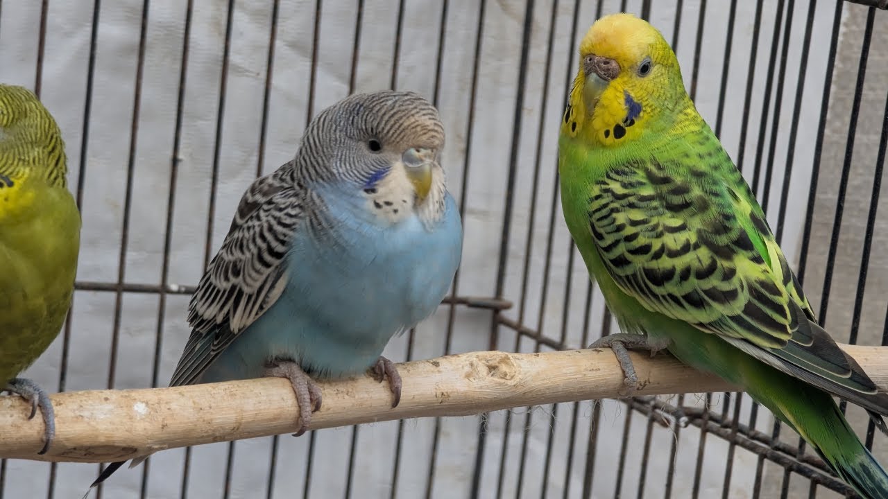 Feel-Good Music That Makes Budgies Sing & Play