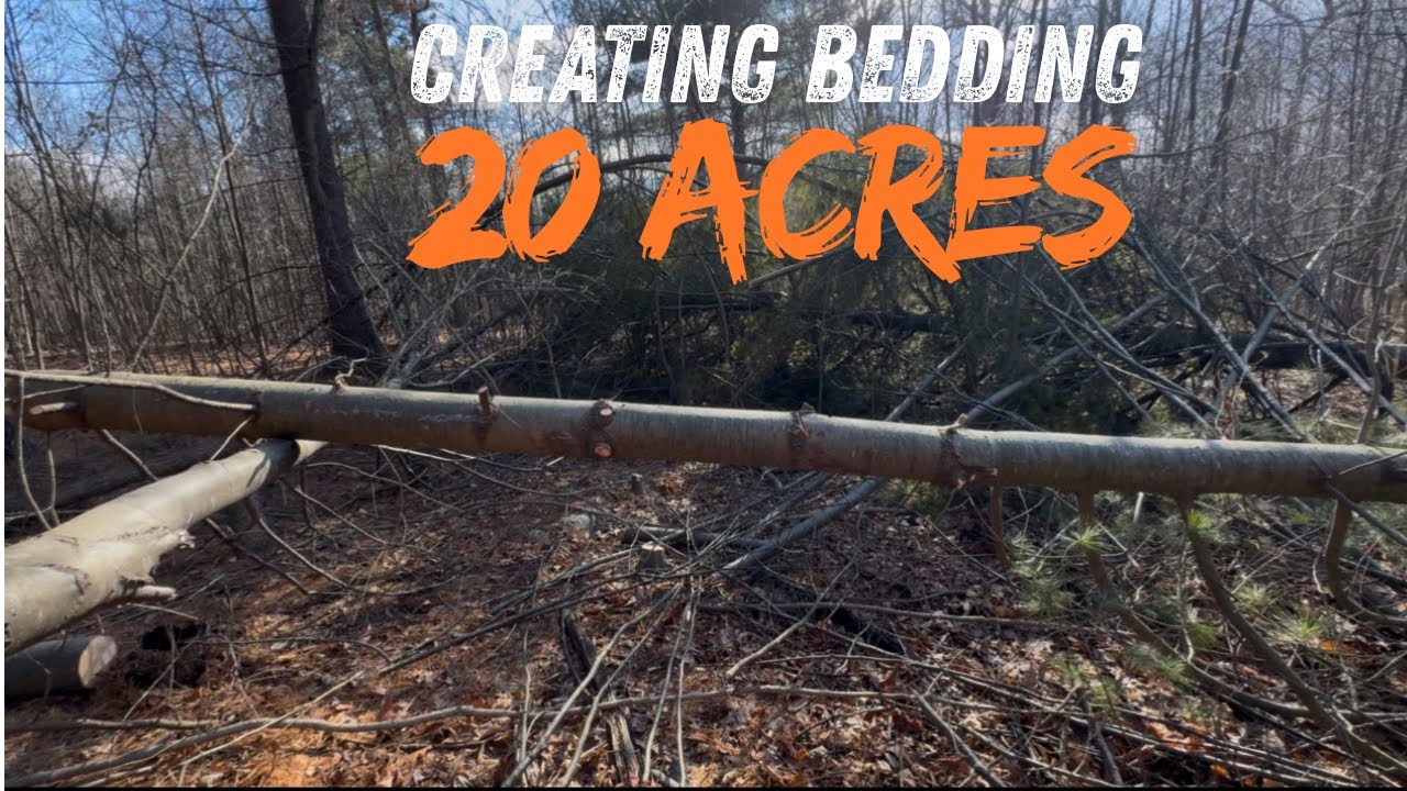 Most Hunters Ignore This… Whitetail Bedding on Small Properties | 20 Acre parcel 
