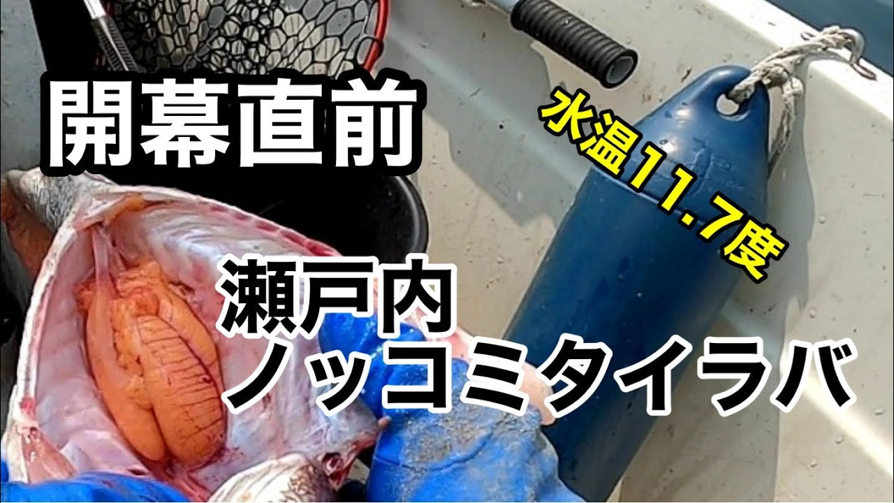 開幕直前　瀬戸内ノッコミタイラバ