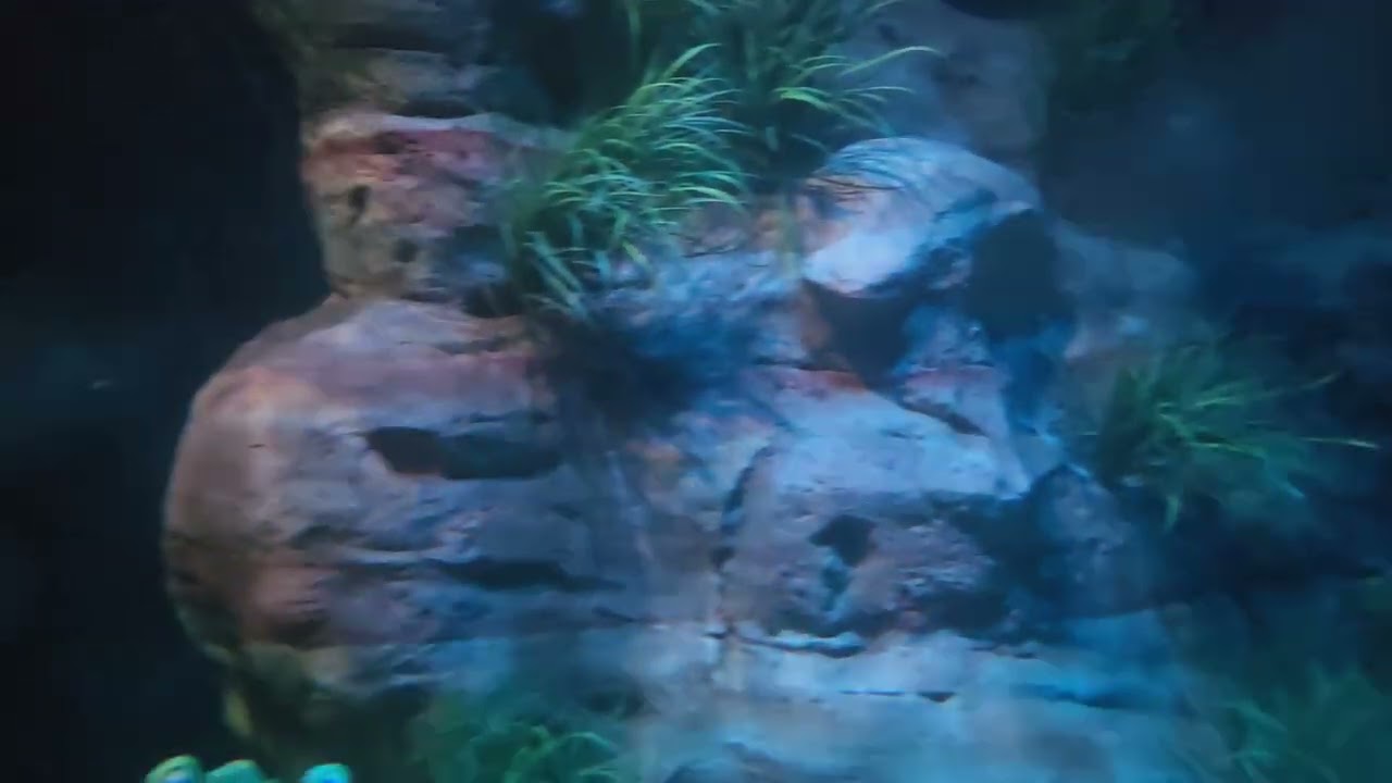 Finding Nemo Sub 2025