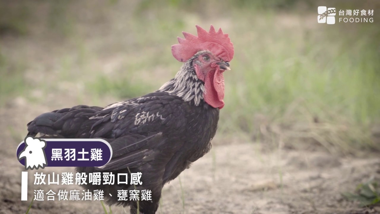 兩分鐘讓你認識台灣土雞五大天王和和三道必學土雞作法