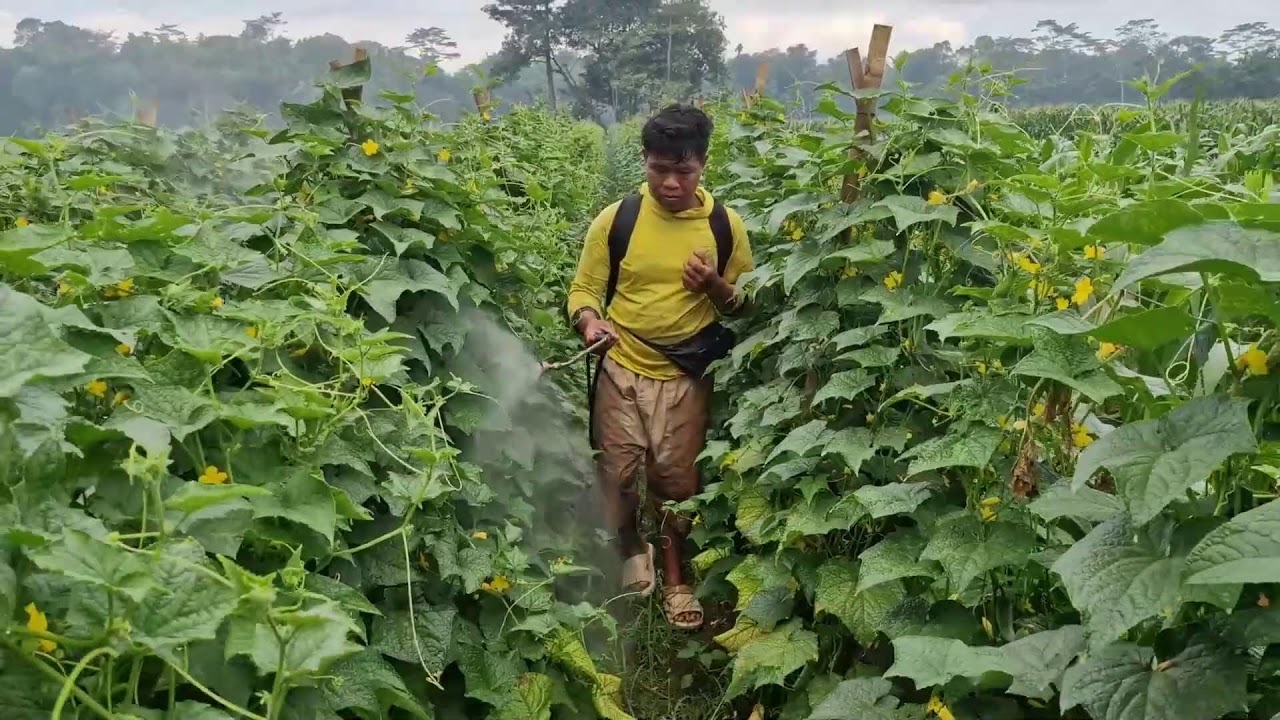 SMART FARMERS USE THIS GENIUS PEST CONTROL TOOL FOR CUCUMBERS!! - agricultural