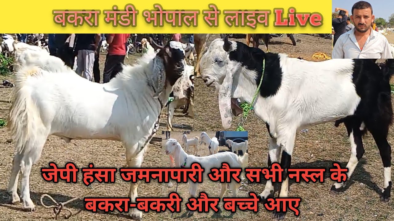 बकरा मंडी भोपाल से लाइव Live जेपी हंसा जमनापारी और सभी नस्ल के बकरा-बकरी और बच्चे आए हैं -09/02/2026