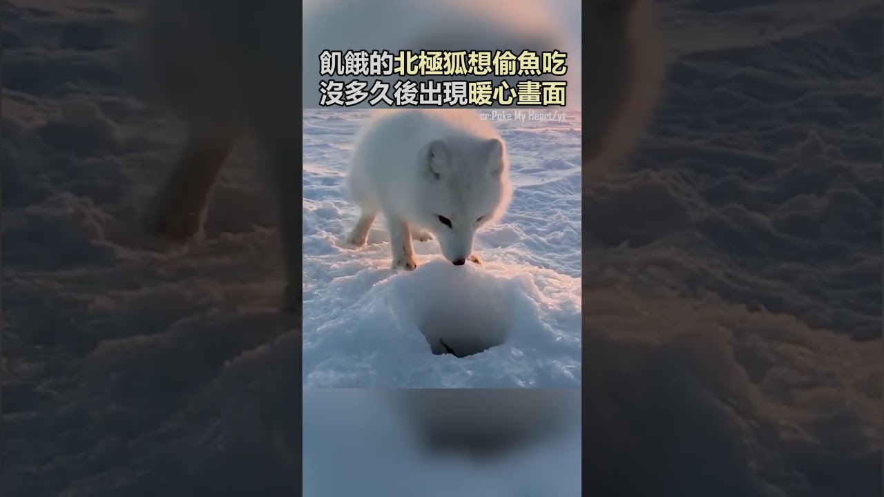 北極狐飢餓求餵食,沒想到漁夫的行為超暖心!#動物 #寵物 #可愛 #感謝 #暖心 #善良 #shorts