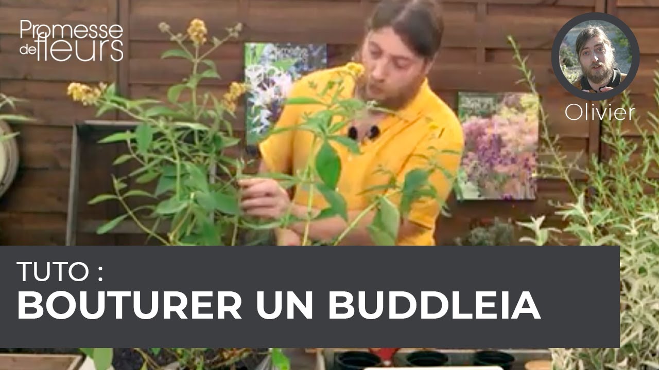 Tuto : bouturer un buddleia
