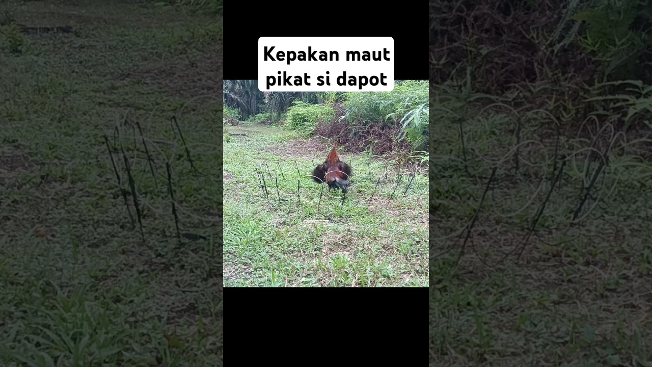 Pikat ayam hutan #pikatayamhutan #mikatayamhutan