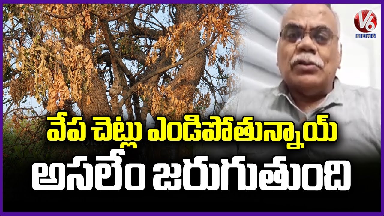Neem Trees Are Withering Effect Of Dieback Disease | V6 News