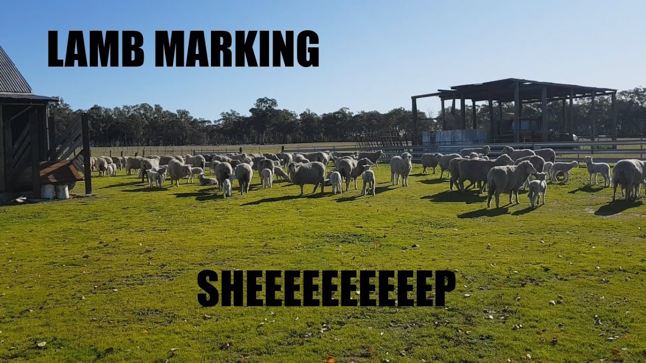 Lamb marking | Randy Ram | Sheep Farming