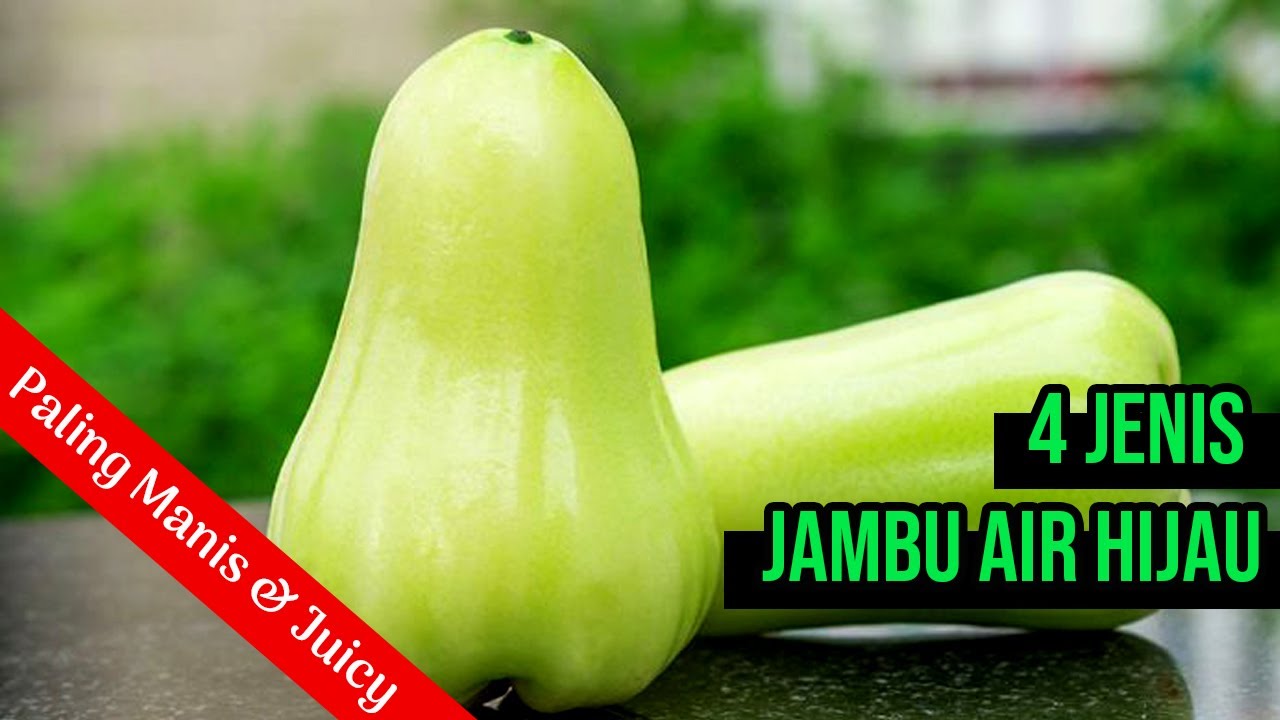 4 Jenis Jambu Air Berwarna Hijau Cocok Untuk Dibudidayakan | Penampilan Cantik, Manis, dan Juicy.
