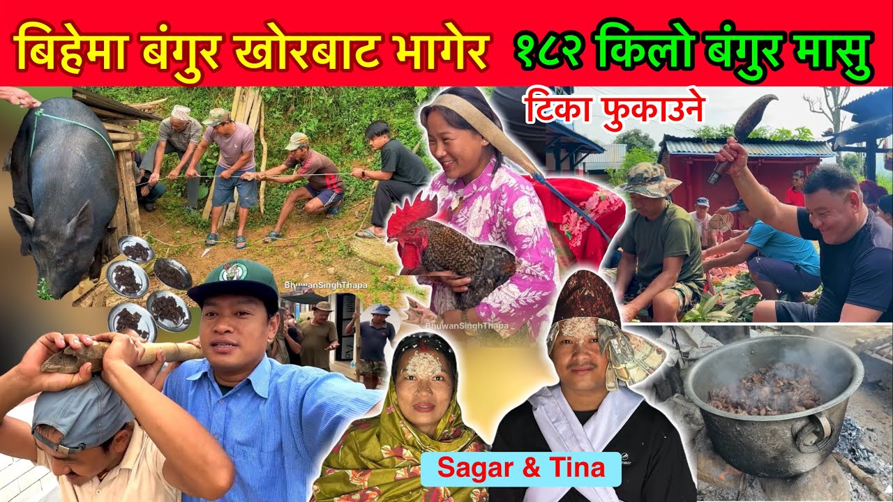 बिहेमा २ वटा बंगुर ढाल्नै गार्हो पर्यो गाउॅंमा / 180 KG Pork Meat In Village Wedding / Bhuwan Singh