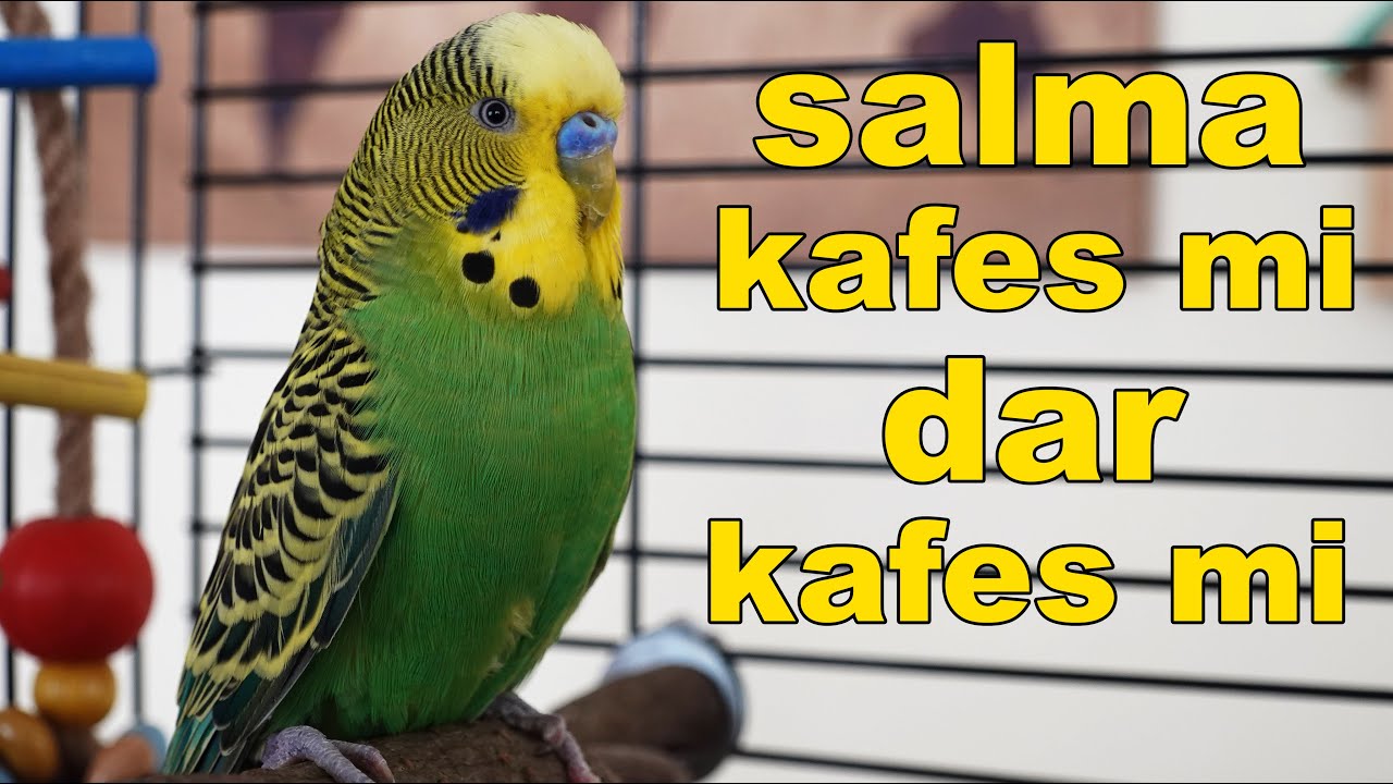 Kuşlar İ&ccedil;in Salma Kafes mi Yoksa Dar Kafes mi Sağlıklı