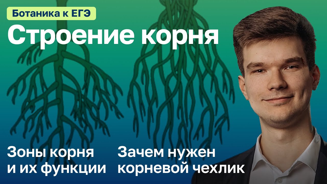 7.25. Строение корня и типы корневой системы | Ботаника к ЕГЭ | Георгий Мишуровский
