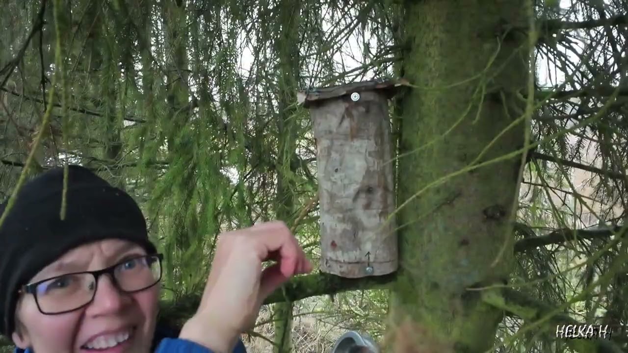 Victoriasta tuli ammu, pääsette taas puuhun ja pöntön tekoa