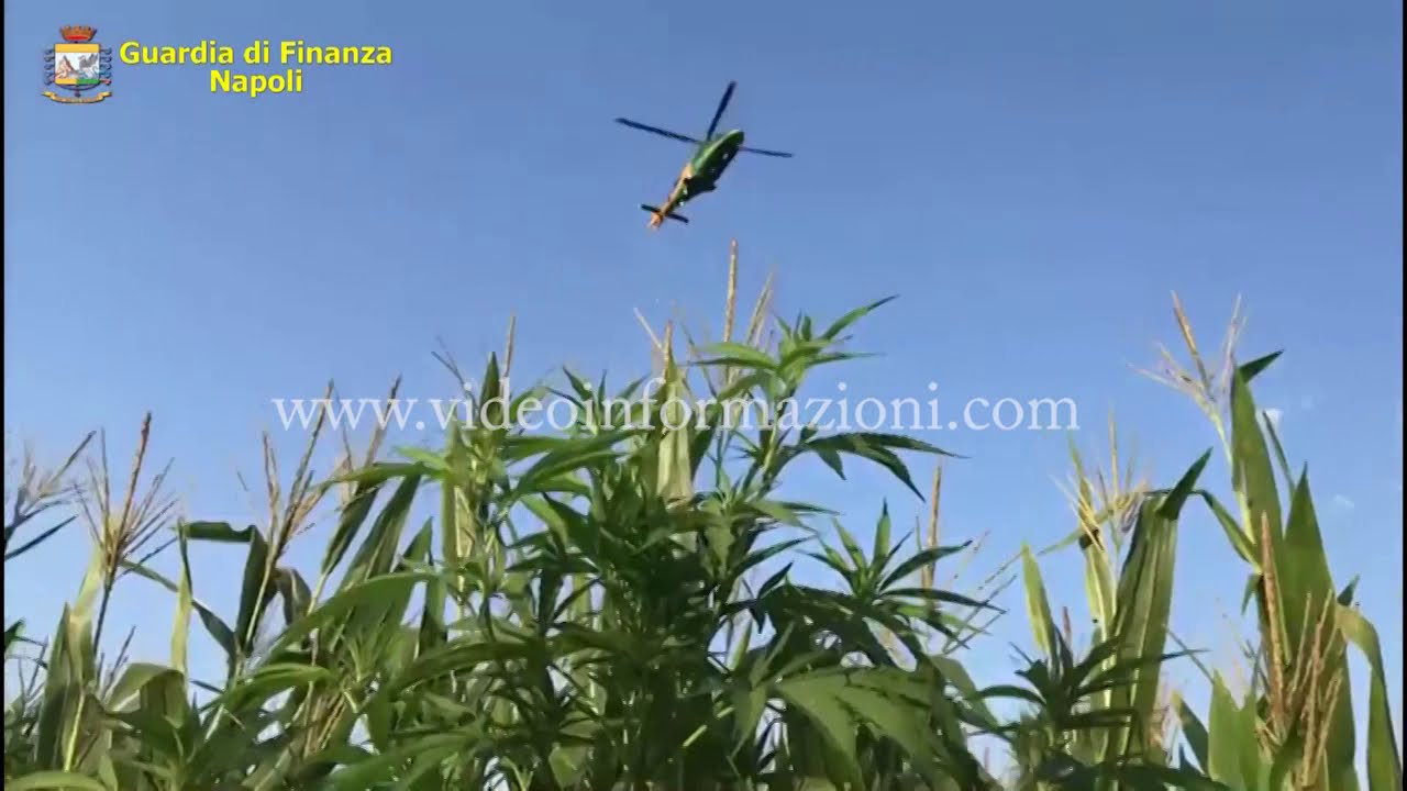 Maxi sequestro di marijuana nell'area flegrea
