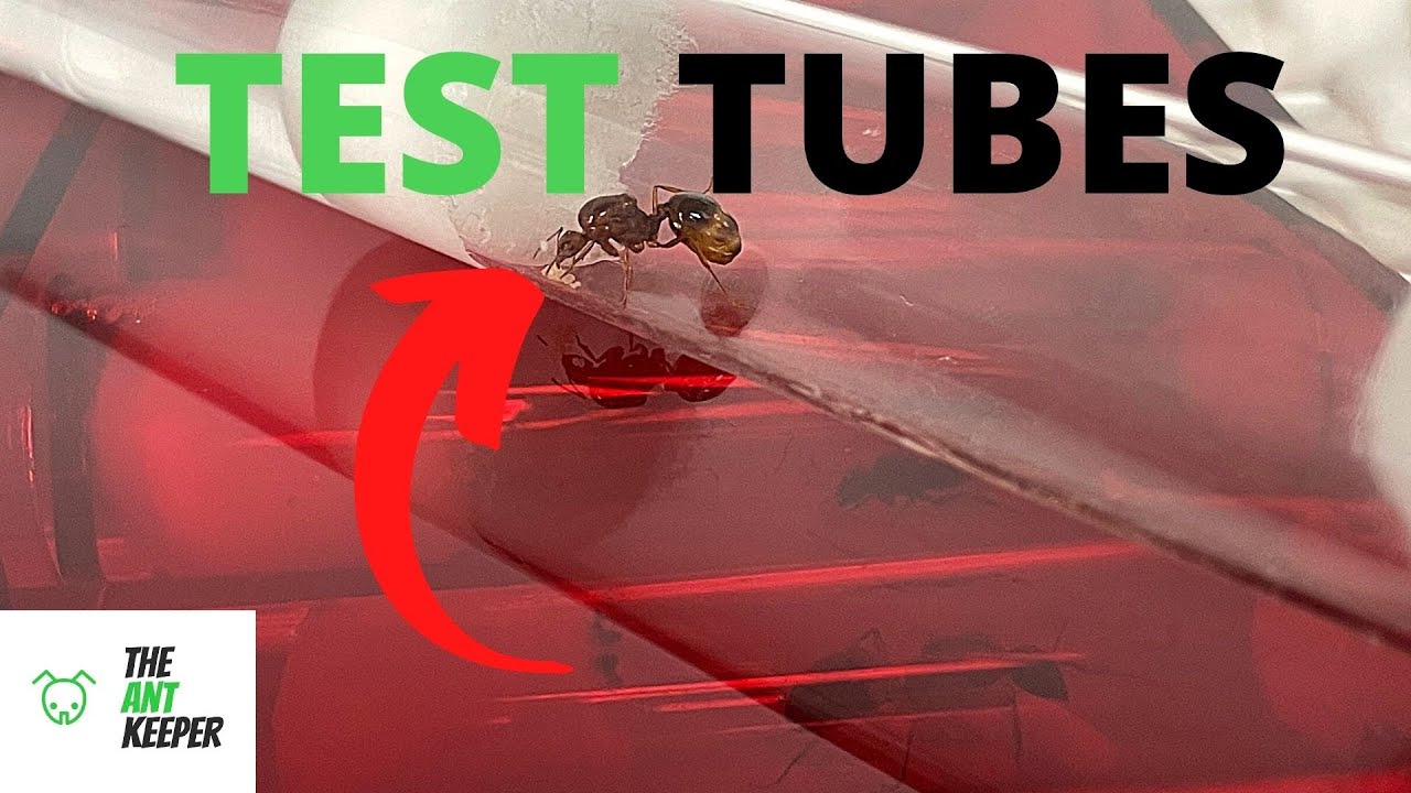Keeping Your Ants In Test Tubes!
