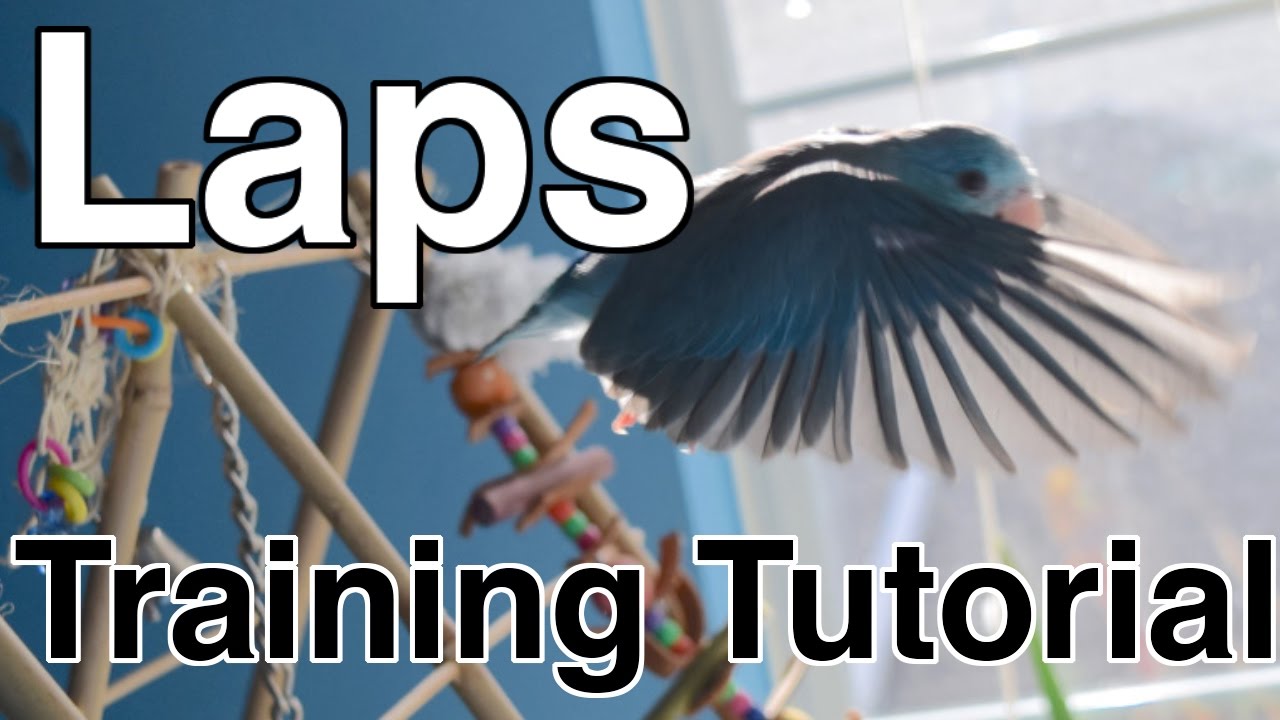Laps | Training Tutorial