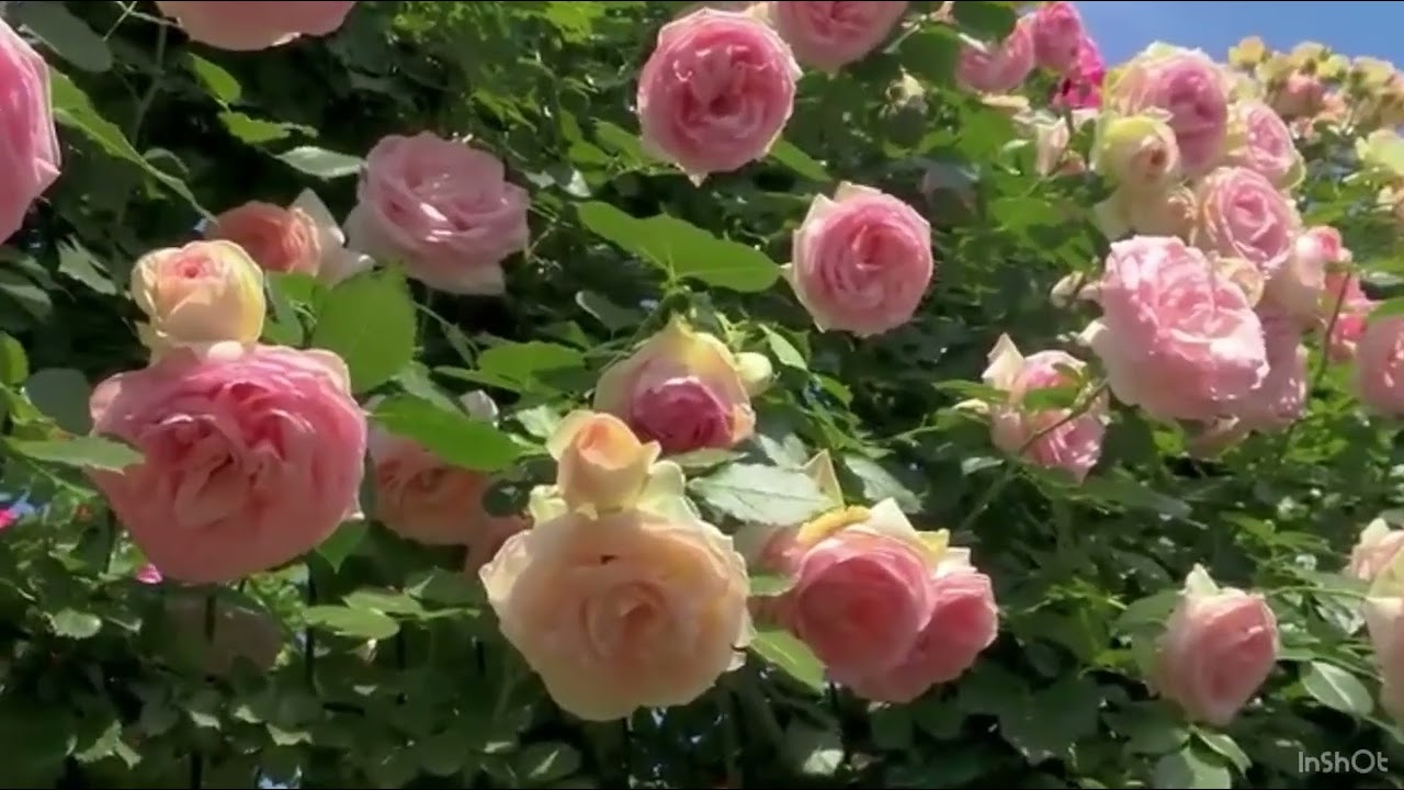 َاذْكُرُوا اللَّهَ يَذْكُرْكُمْ 🩷
