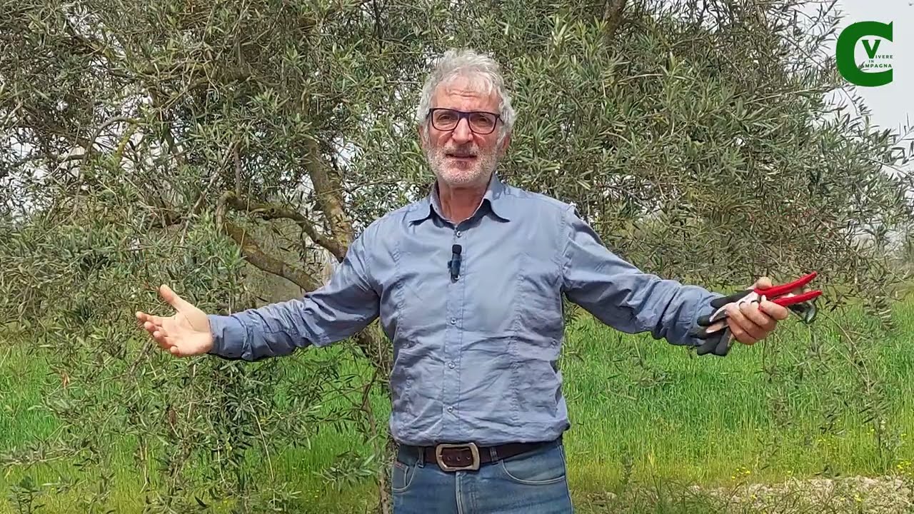 Potatura dell'ulivo a vaso policonico. Come potare l'olivo
