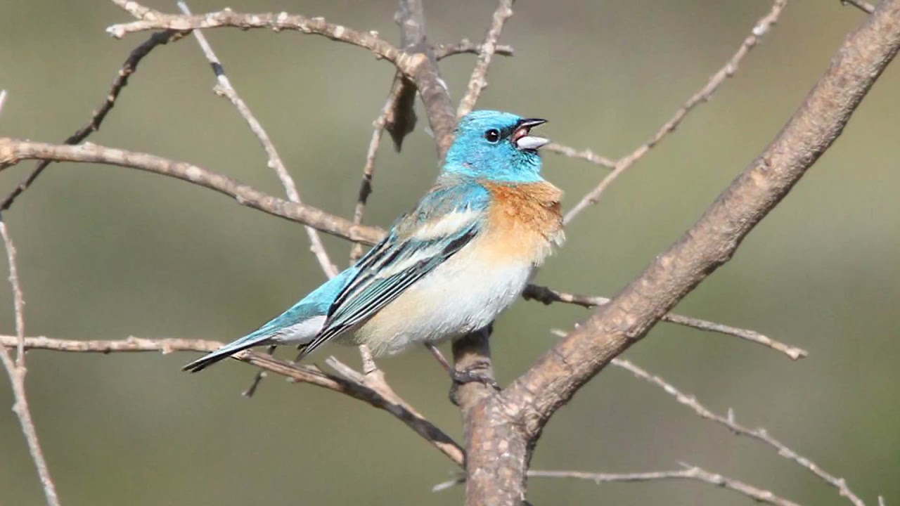 Lazuli Bunting Bird Song Video: Bird Songs Western North America: Calming Nature Sounds for Sleep