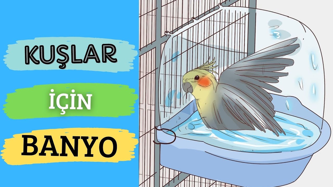 SULTAN PAPAĞANI VE MUHABBET KUŞU BANYOYA ALIŞTIRMA TAKTİKLERİ
