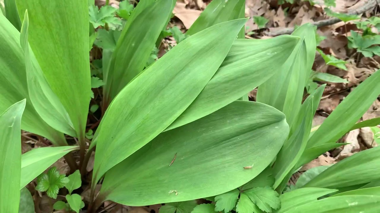 Wild Edible Medicinal Plant Hike in Ohio