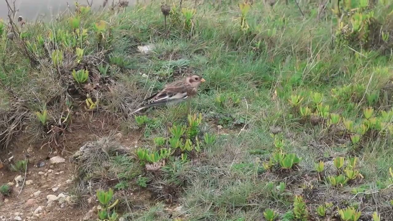 Snow Bunting, Portland Bill, 3rd November 2025