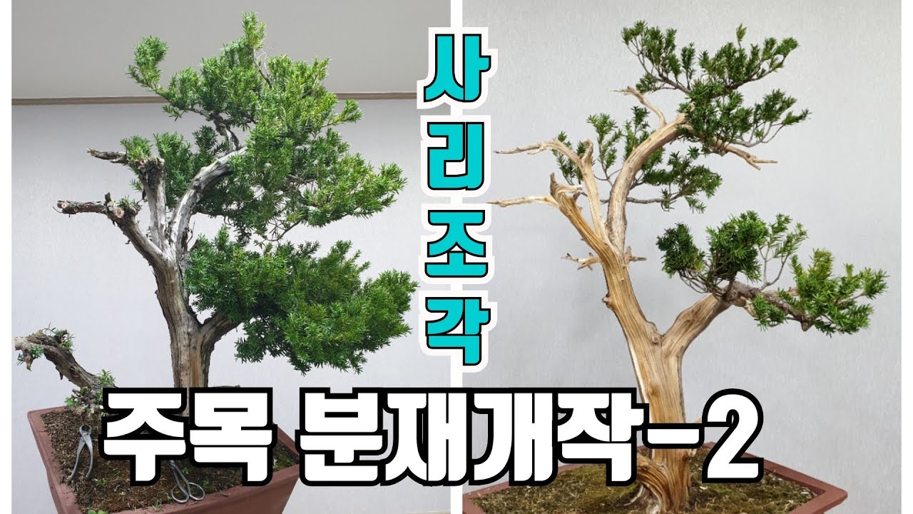 [금현분재] 주목 분재 개작-2 사리조각 Taxus cuspidata (Yew) bonsai demo Part.2 /분재/盆栽/Bonsai/cây cảnh