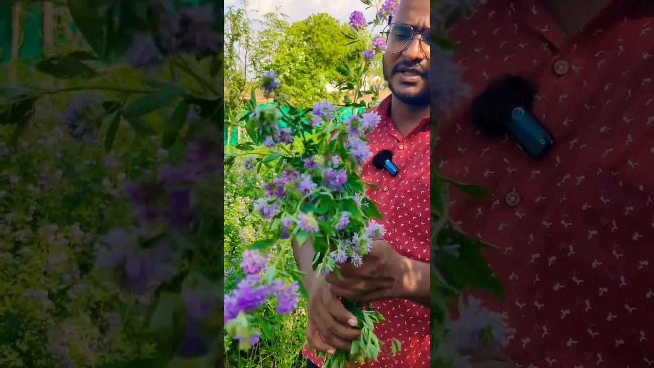ஆடுகளுக்கு குதிரைமசால்  ⁉️ #ytshorts #shortsvideo #youtubeshorts