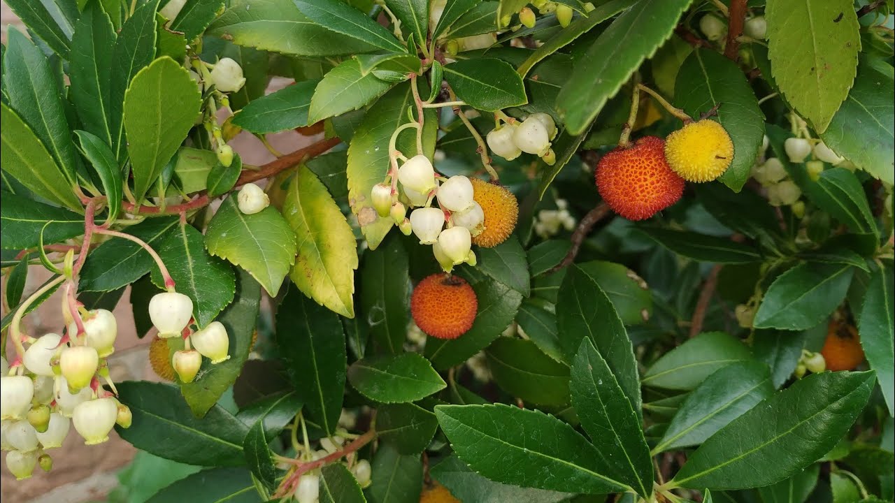 Strawberry Tree or Cane Apple (Arbutus unedo or x arachnoides)