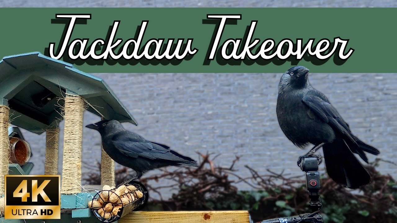 Jackdaw Colony Feeding in Soft Rain | Urban Garden ASMR