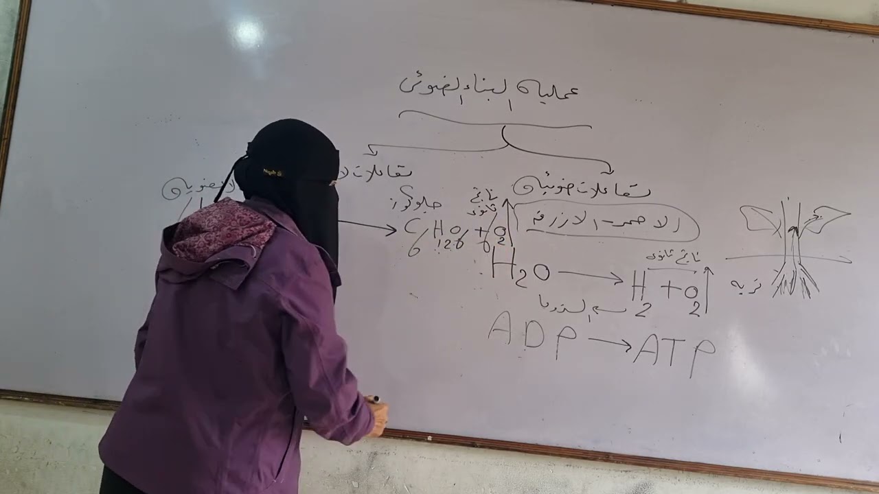 عمليه البناء الضوئي الجزء الثاني الصف الثاني الاعدادي ترم اول ٢٠٢٦ ا امل سعد 