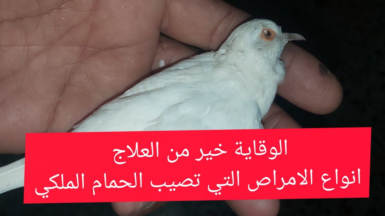 انواع الامراض الحمام الملكي الوقاية منها والعلاج