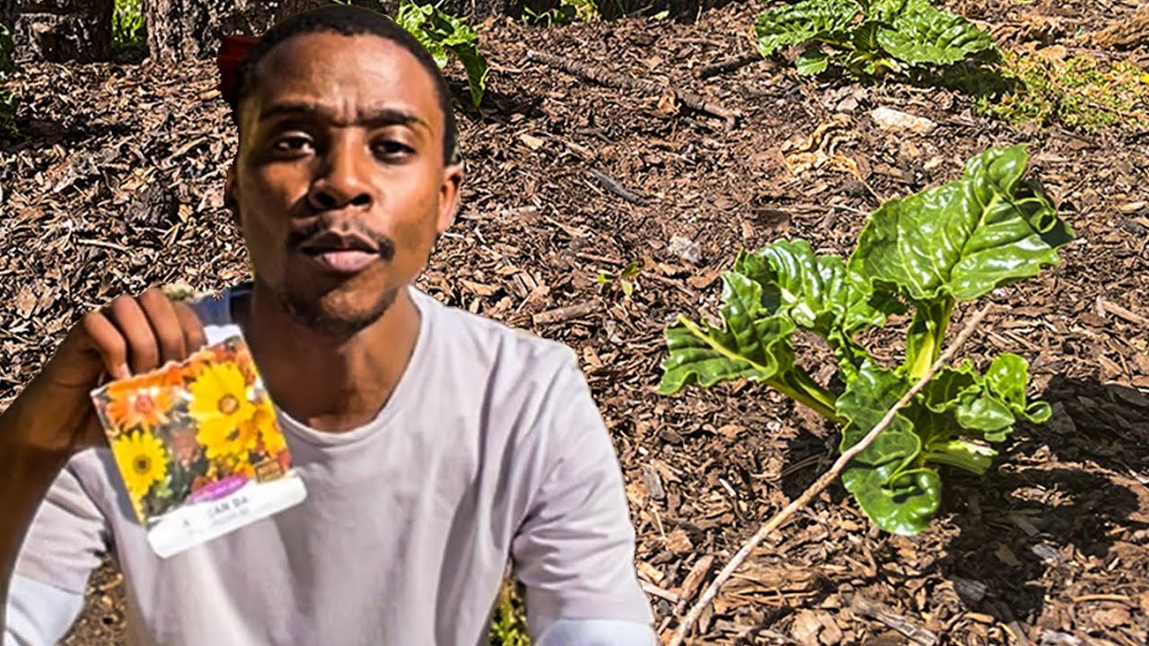 10 Crops You'd Be Silly Not to Plant in August | Gardening South Africa