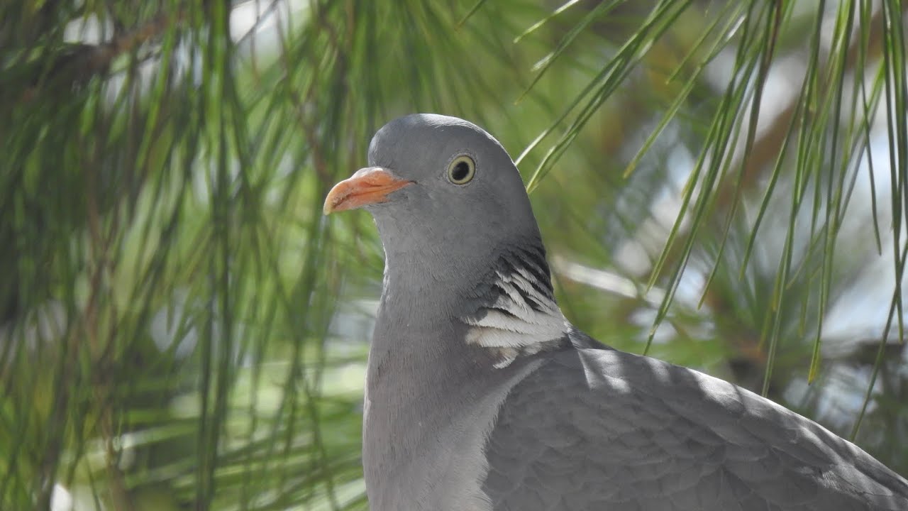 Doves & Pigeons in Cyprus.laughing dove. turtledove. collared dove.pigeon . woodpigeon .