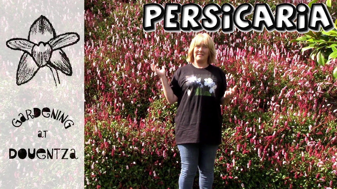 Persicaria Care, How to Grow Knotweed : 13 of 30, my month of perennials