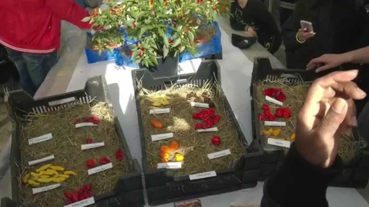 Chilitr&auml;ffen 2014