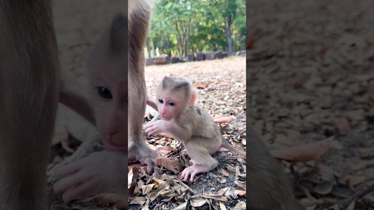 Newborn baby Levy trains to walk! 💫💫 #shorts #babymonkey #newbornbaby