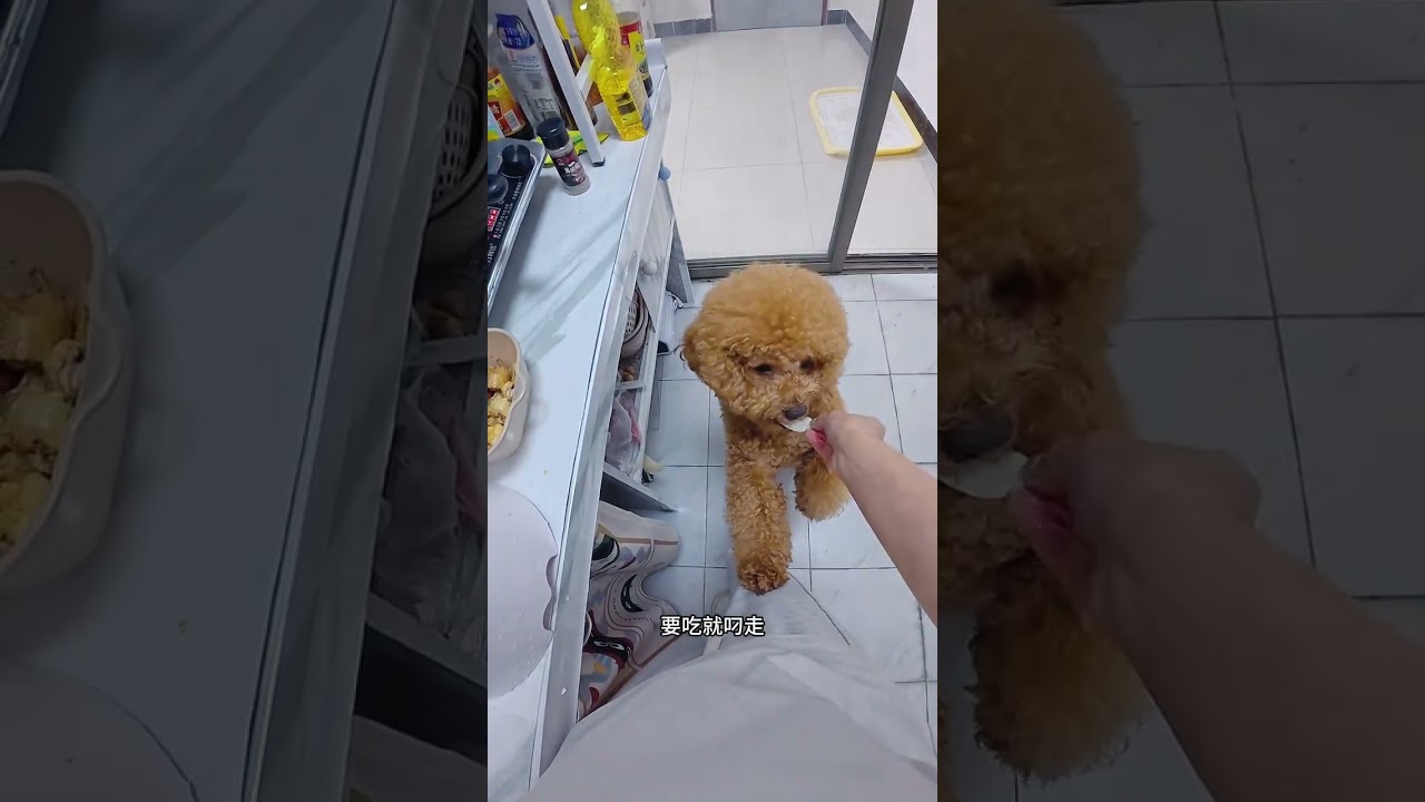 VLOG A Shenzhen worker was beaten up for secretly eating a dog after work#The dog#Cute pet