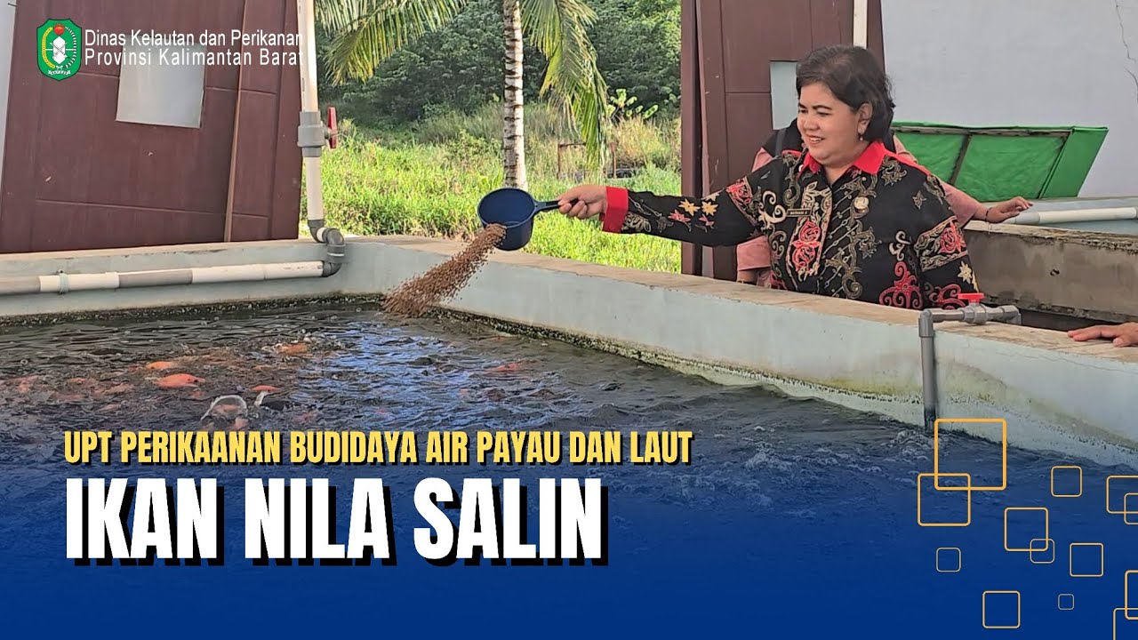 Nila Salin, Nila Yang Hidup Di Air Payau