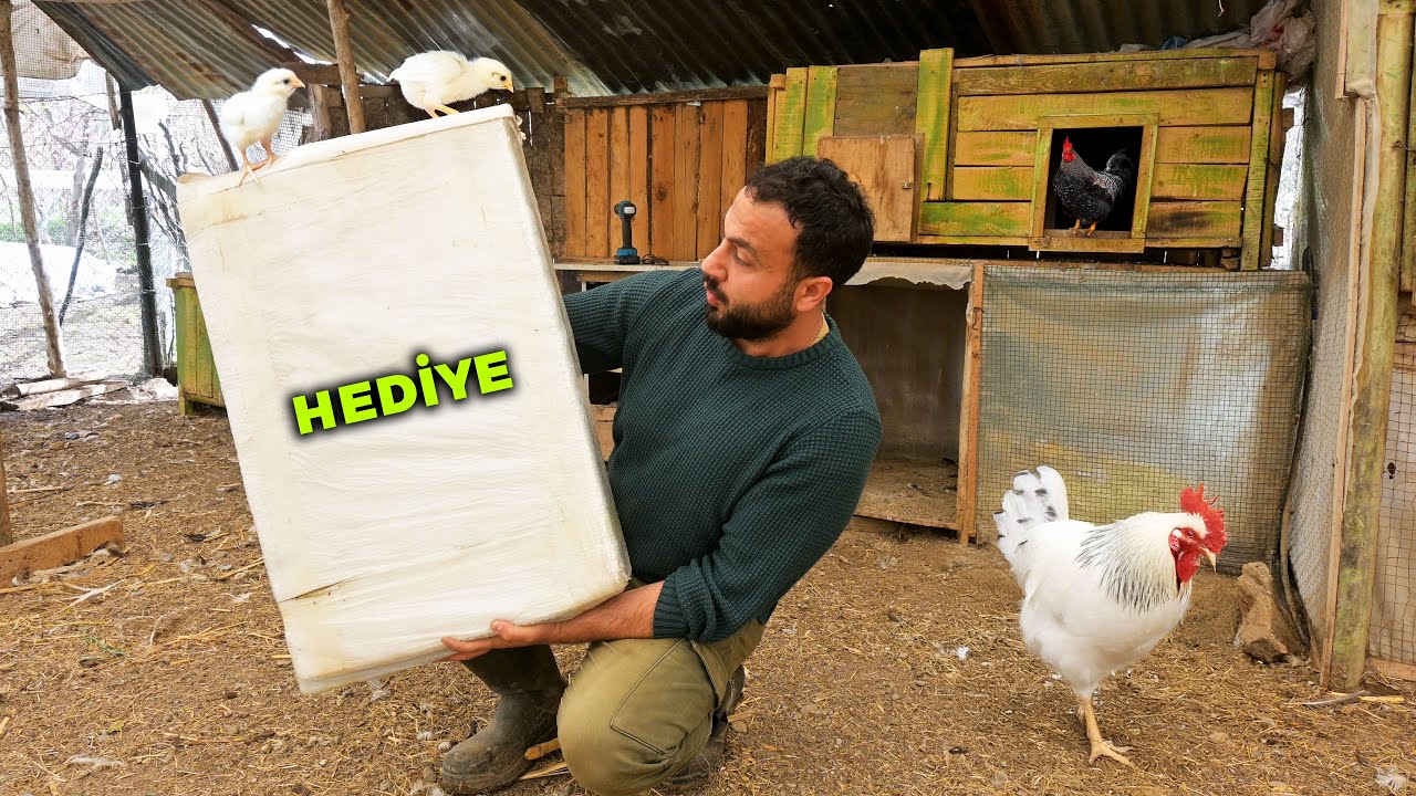 🎁 Civcivler İçin Hediye Paket Geldi! - Bıldırcın Yumurtası Hasadı - Gezen Tavuklarla Çiftlik İşleri