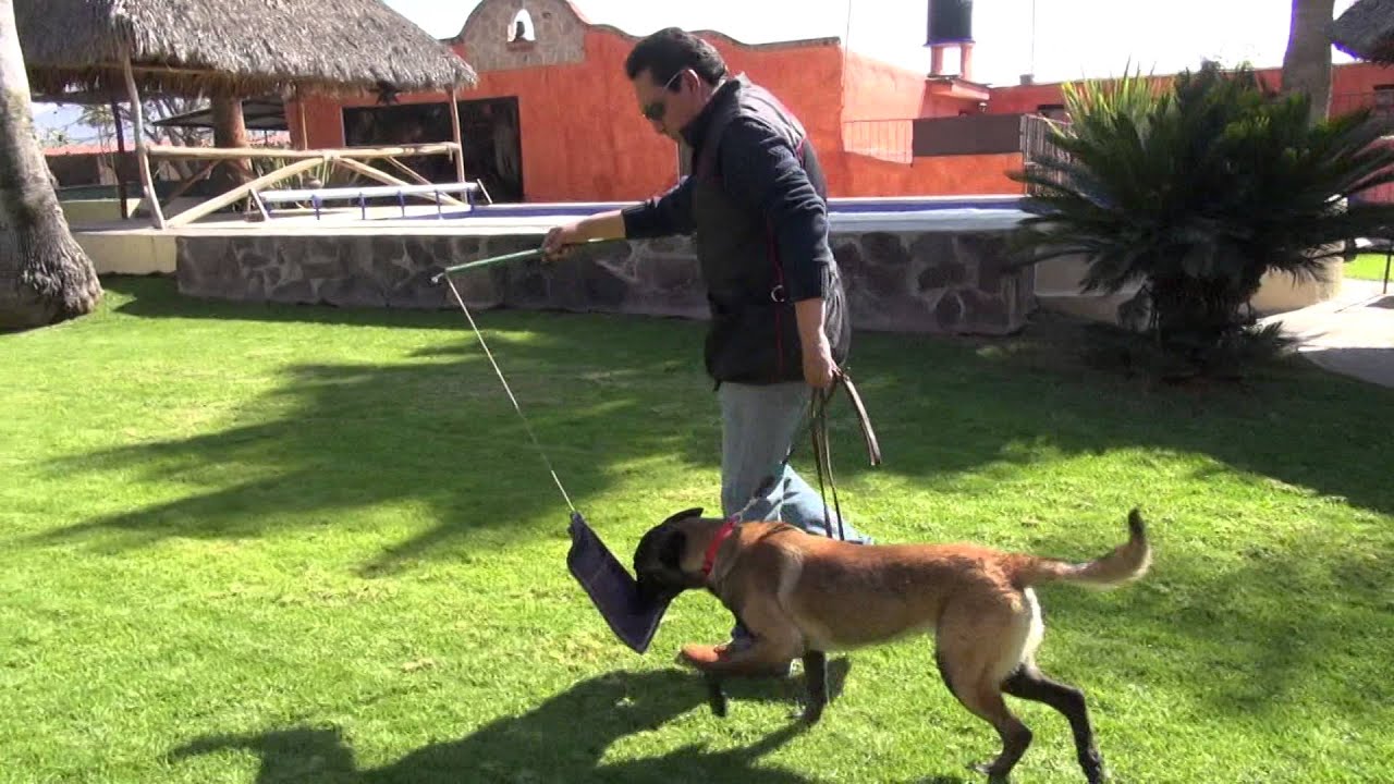 Entrenamiento para tu perro parte 2.