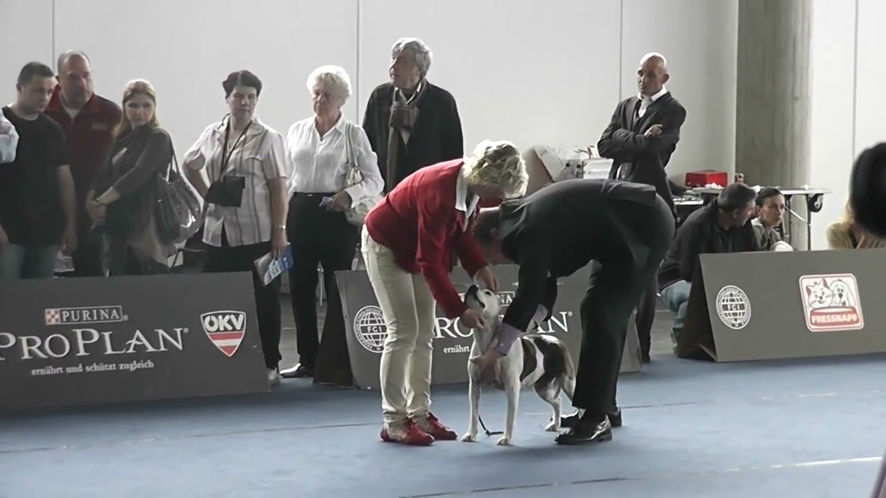 Best of Breed American Staffordshire Terrier WDS 2012