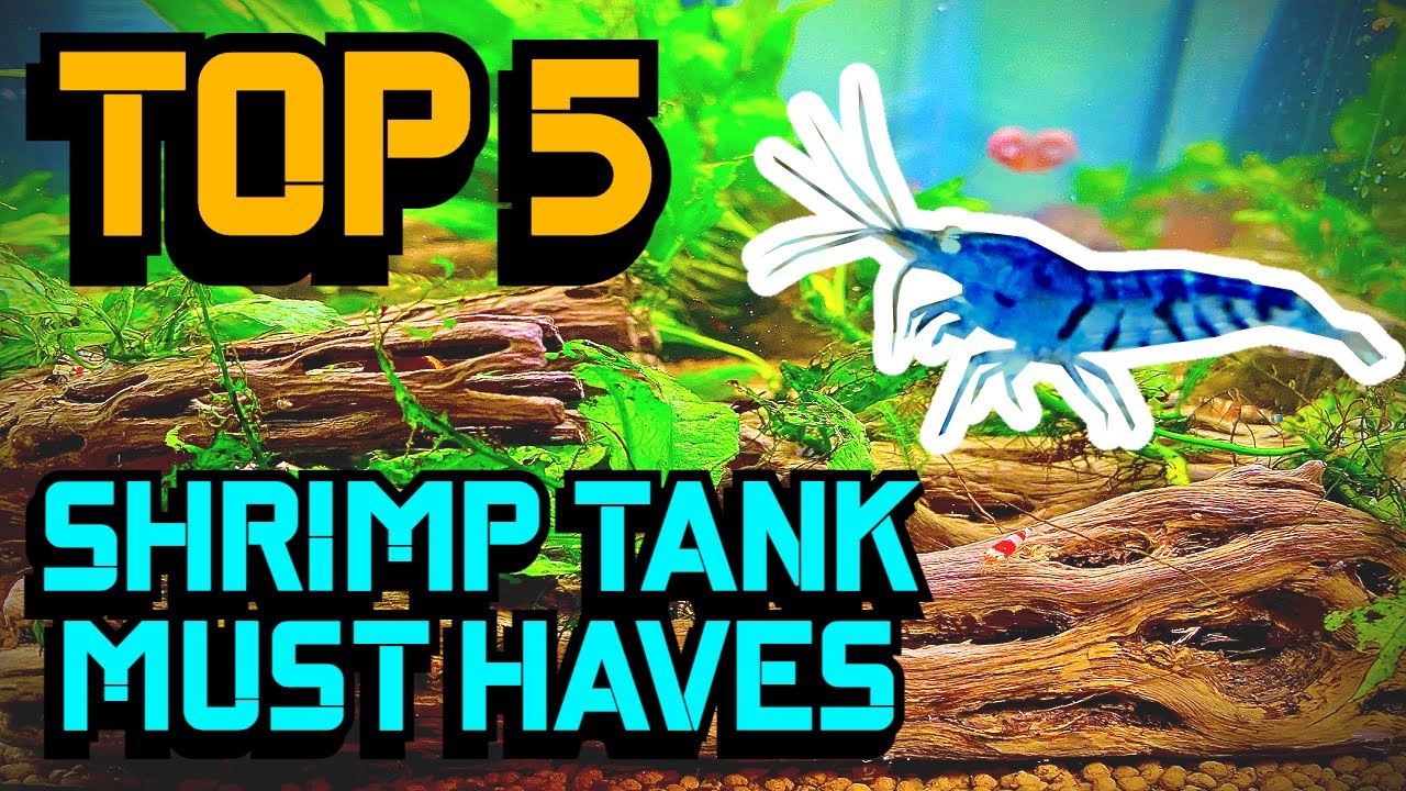 Top 5 Shrimp Tank Must Haves