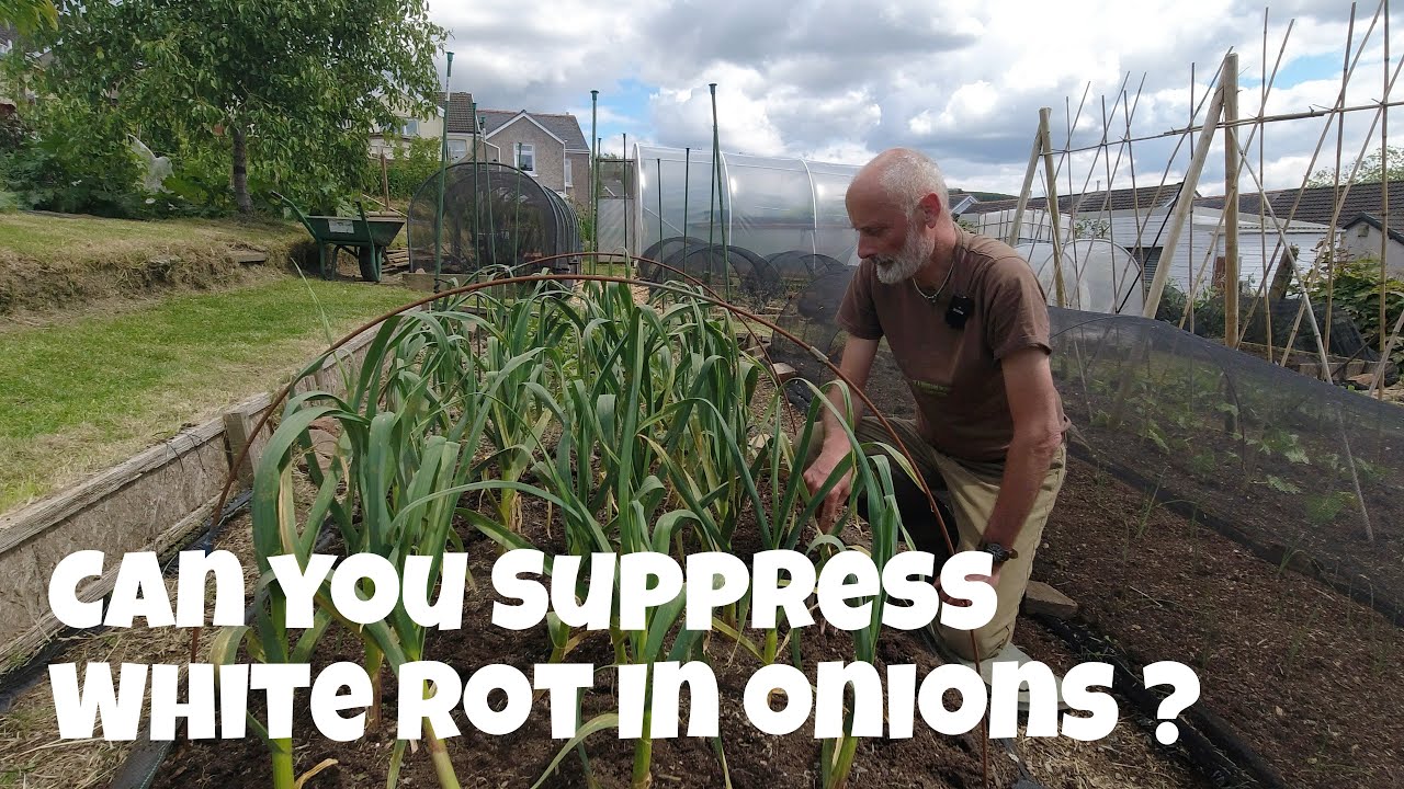 The Big Reveal can you suppress White Rot in Onions ? | Allotments For Fun and Food