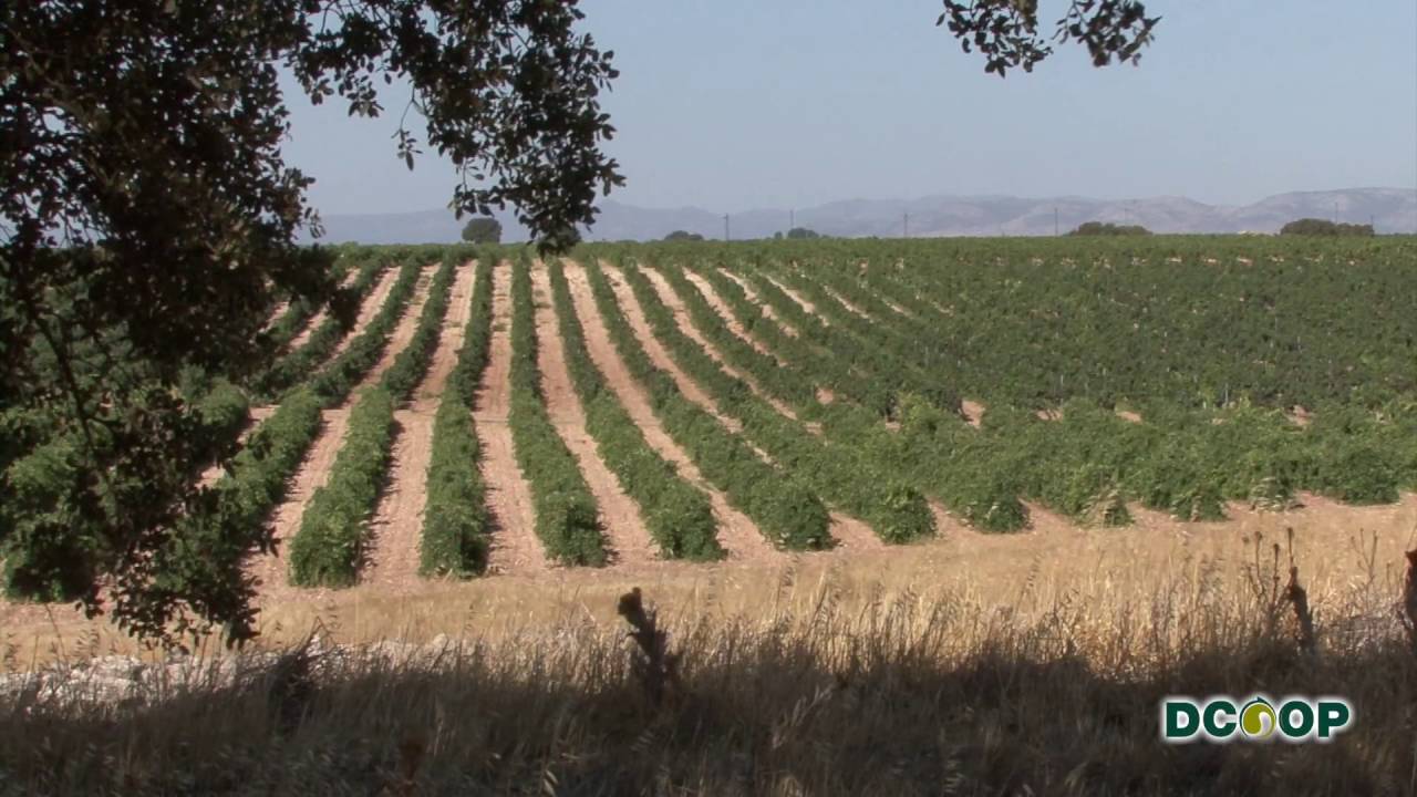 DCOOP Secci&oacute;n Vinos BACO RUS 1080p