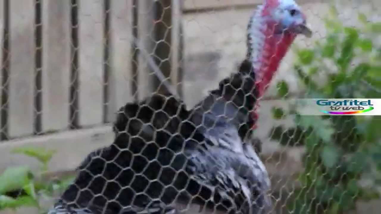 Aves de corral